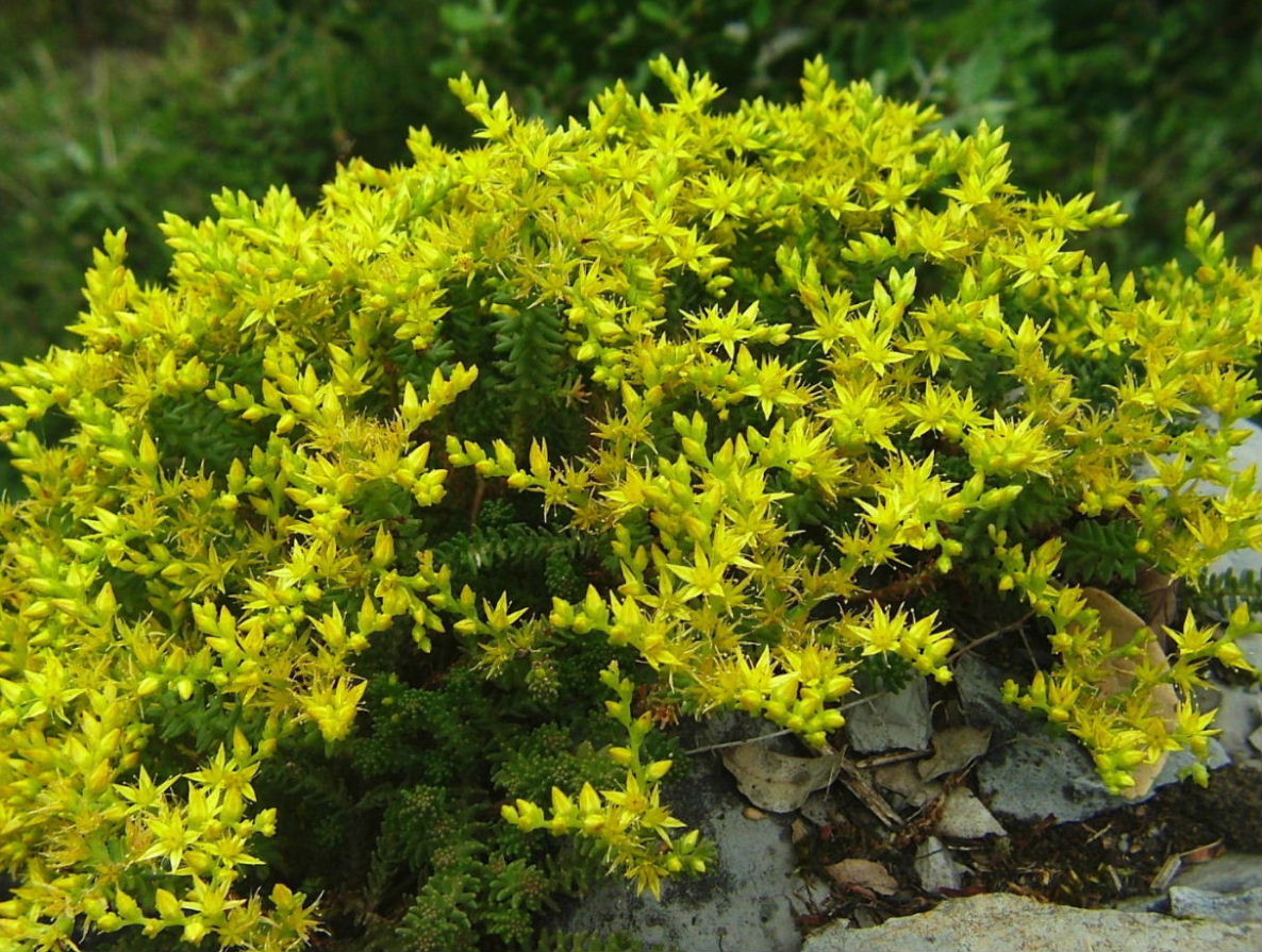 Sedum cfr. sexangulare